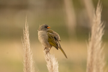 Embernagra platensis