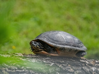 A cute turtle closeup in thuringia outdoor