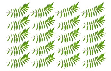 branch with leaves on a white background. vegetation and botany