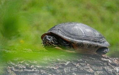 A cute turtle closeup in thuringia outdoor