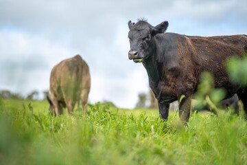 agriculture field, herd of beef cows in a field. springtime on a farm with wagyu cattle. fat cow