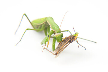 praying mantis eats a grasshopper close-up on a white background. Hunting in the world of insects. Prey for eating insects