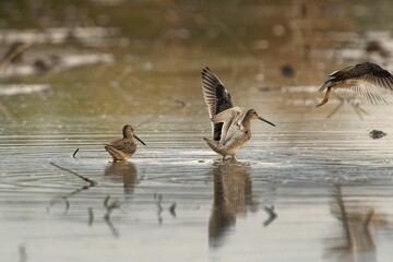 Cute little bird snipe drinking water with other snipes flying on a blurred background