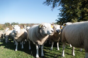 sheeps on a green meadow