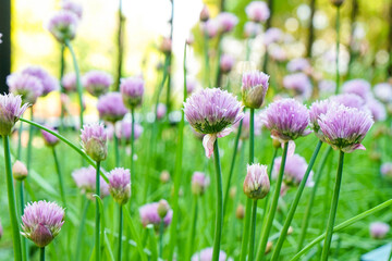Fresh chives plant with purple flowers