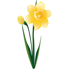 daffodil