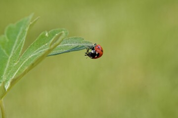 Macro shot of tiny ladybug on a leaf on a blurred green background