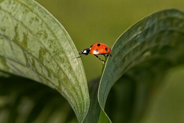 Macro shot of tiny ladybug on a leaf on a blurred green background