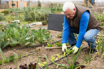 Fototapeta premium senior gardener sets up a drip irrigation system in the garden