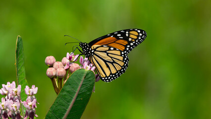 Monarch Butterfly Feeding on Common Milkweed