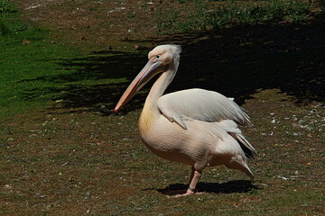 Pelican