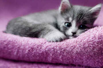 a small gray cute kitten is lying on a pink blanket