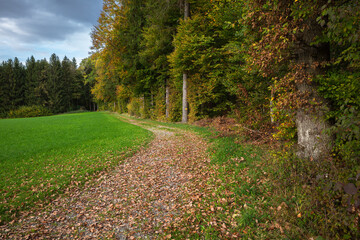 Path along the meadow at the edge of the autumn forest in Embrach, Switzerland - autumn scene