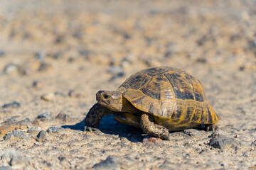 Cute single turtle walking on pebble road. Reptiles known as Testudines coexisting in the world full of danger. Animal themes. High quality photo