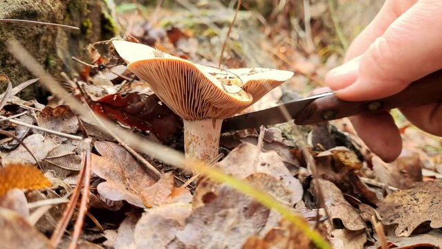 edible mushroom saffron milk cap growing in the forest in autumn, a woman's hand cuts the mushroom, close up