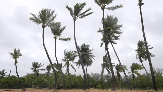 Tropical beach after storm. Coconut trees swaying in the wind. Seashore after Macau typhoon