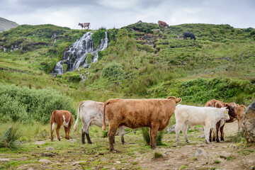 Naklejka premium Scottish cattle,beneath a highland waterfall,Isle of Skye,Highlands,Scotland,UK