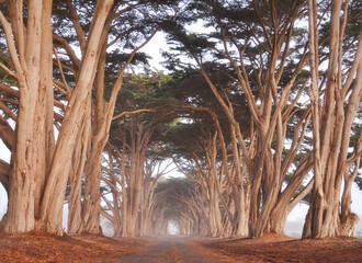 Cypress tree tunnel, California, cypress trees, trees, fog, path, foggy path, tree path, nature,...