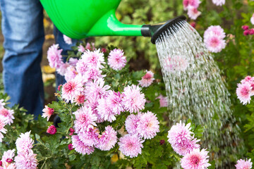 Gardener Watering pink violet purple chrysanthemum flower with water in watering can in garden in sunlight close up