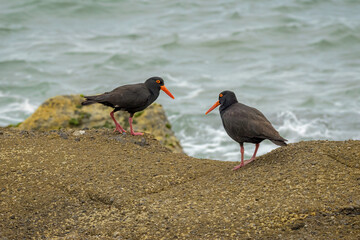 Two Sooty Oystercatcher's