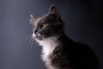 Cute Grey Kitten watching the camera gray background of Banner with copy space.