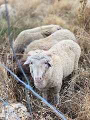 Obraz premium sheep and lambs
