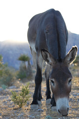 Wild burro small brown donkey walks along the scrub brush within the Mojave desert in search of nourishment