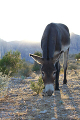 Protected wild burro small brown donkey walks along the scrub brush within the Mojave desert in search of nourishment