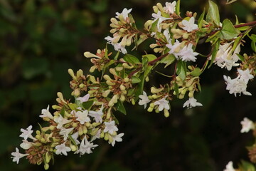 Abelia
