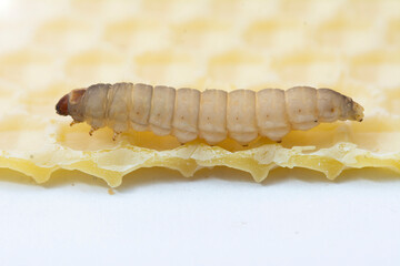 The greater wax moth Galleria mellonella