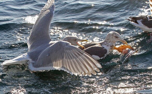 Closeup of seagulls feeding on the water surface with shiny waves from the sun reflection