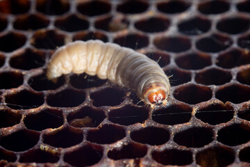 The greater wax moth Galleria mellonella