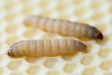 The greater wax moth Galleria mellonella