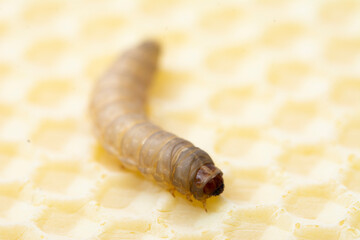 The greater wax moth Galleria mellonella