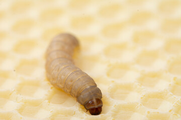 The greater wax moth Galleria mellonella