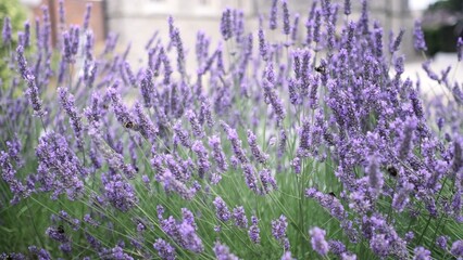 Flying bumble-bee gathering pollen from lavender blossoms. Close up Slow Motion. Beautiful Blooming...