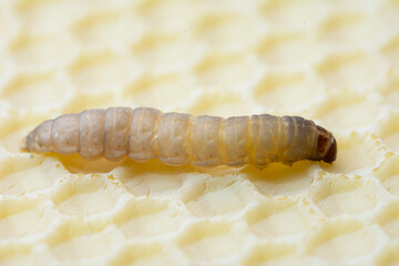 The greater wax moth Galleria mellonella