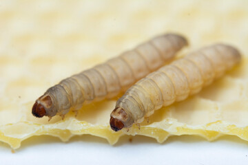 The greater wax moth Galleria mellonella