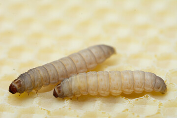 The greater wax moth Galleria mellonella