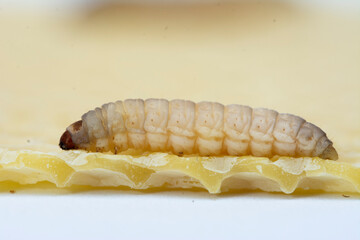 The greater wax moth Galleria mellonella