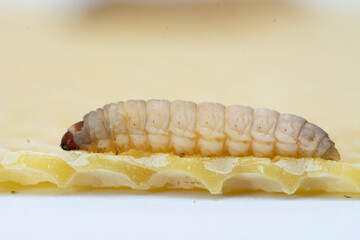 The greater wax moth Galleria mellonella