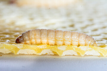 The greater wax moth Galleria mellonella