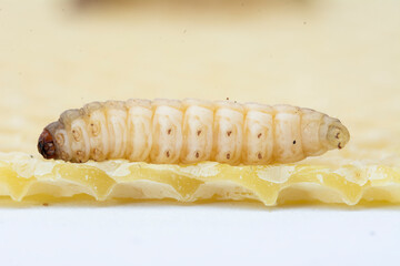 The greater wax moth Galleria mellonella