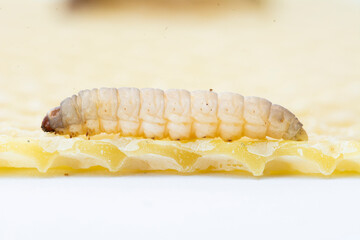 The greater wax moth Galleria mellonella