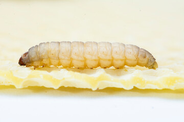 The greater wax moth Galleria mellonella
