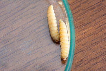 The greater wax moth Galleria mellonella