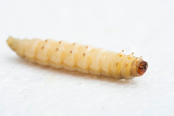 The greater wax moth Galleria mellonella