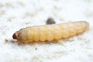 The greater wax moth Galleria mellonella
