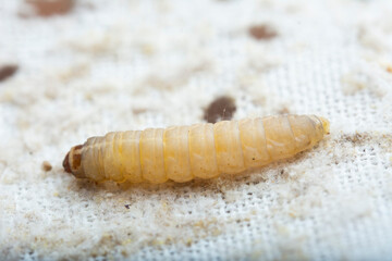 The greater wax moth Galleria mellonella