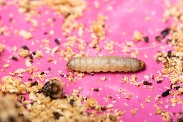 The greater wax moth Galleria mellonella